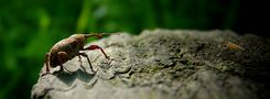 The Living Forest (413) : Acorn Weevil von Mark Billiau.