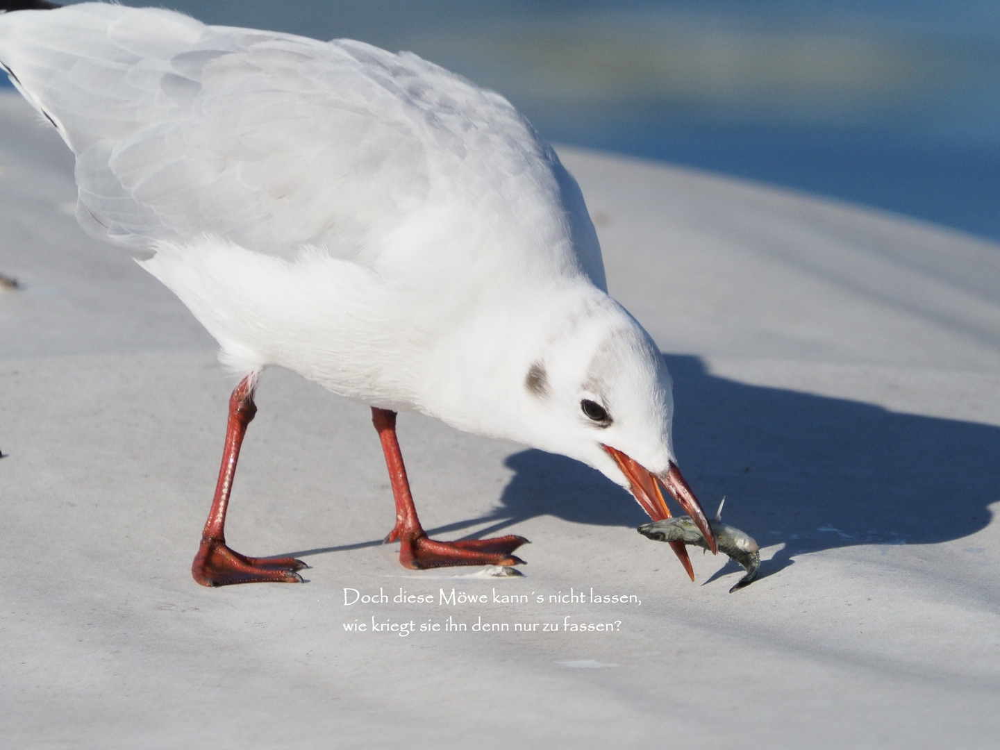 03_Die Möwe und der Stichling