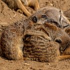 03_Erdmännchen im Zoo Hannover