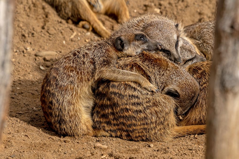 03_Erdmännchen im Zoo Hannover