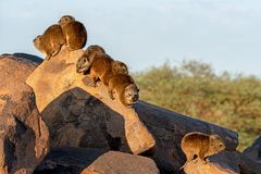 03_Serie Klippschliefer im Köcherbaumwald/Namibia