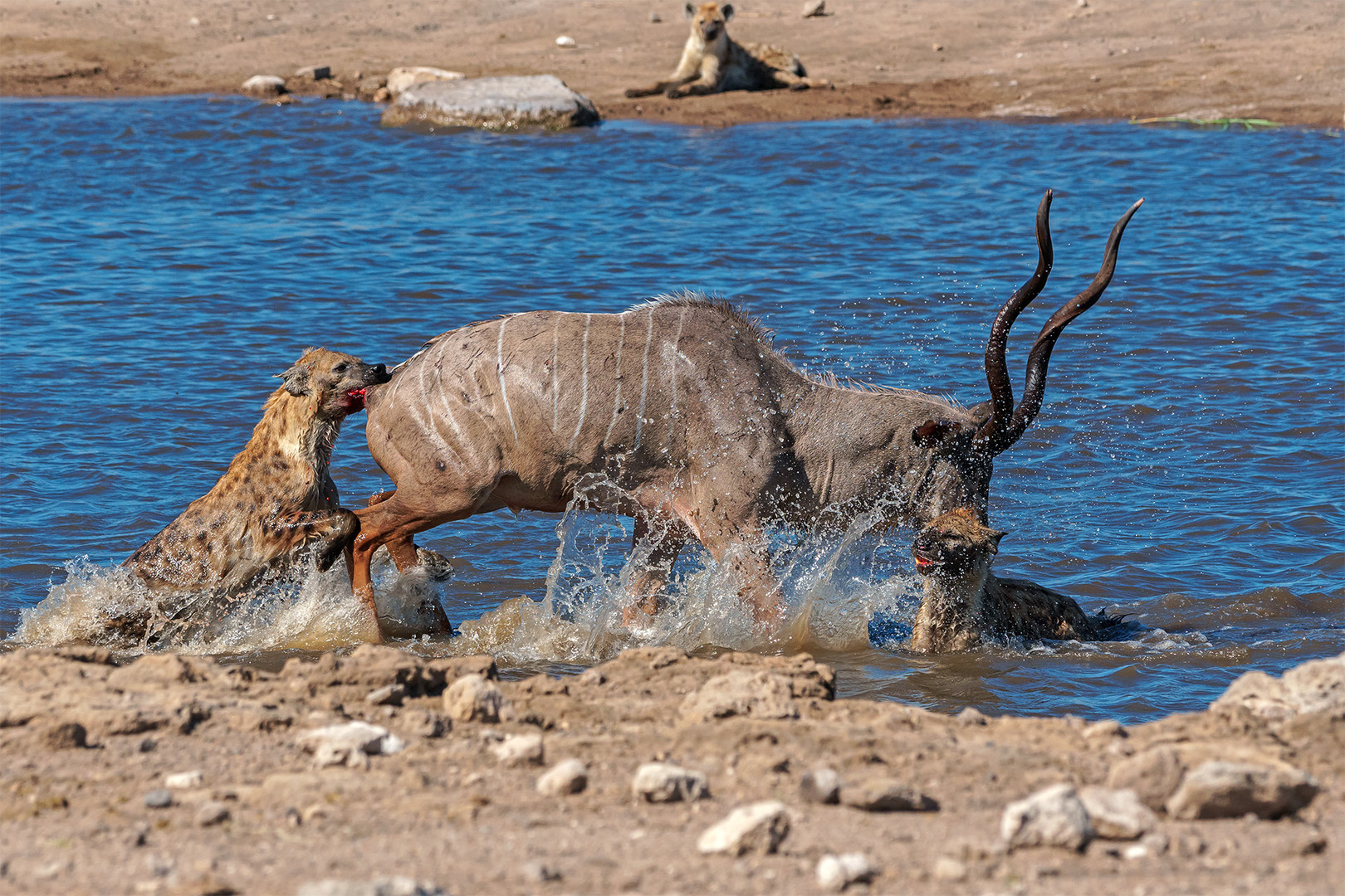 03_„Überlebenskampf“ Jagt auf eine Kudu-Antilope durch Hyänen im Etosha National Park in Namibia.