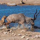 03_„Überlebenskampf“ Jagt auf eine Kudu-Antilope durch Hyänen im Etosha National Park in Namibia.