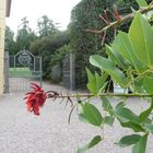 04-08-2018 Schloss Orangerie Belvedere wegweisende Blüte