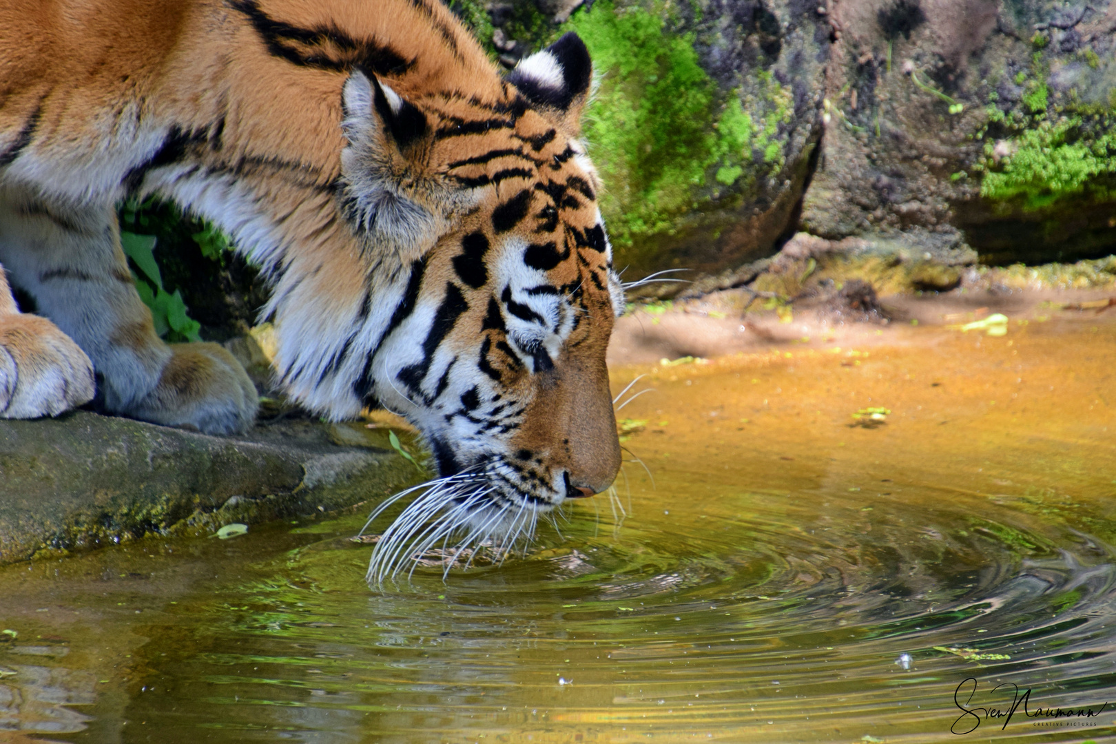 04-2021 Durstiger Tiger
