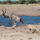 04. Jagt auf eine Kudu-Antilope durch Hyänen im Etosha National Park in Namibia