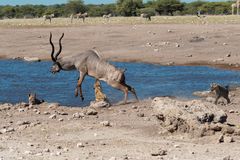 04. Jagt auf eine Kudu-Antilope durch Hyänen im Etosha National Park in Namibia