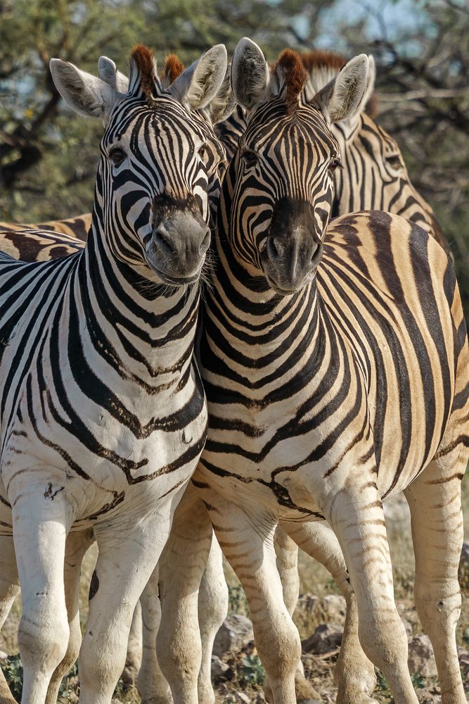 04. Zebra im Etosha