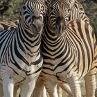 04. Zebra im Etosha