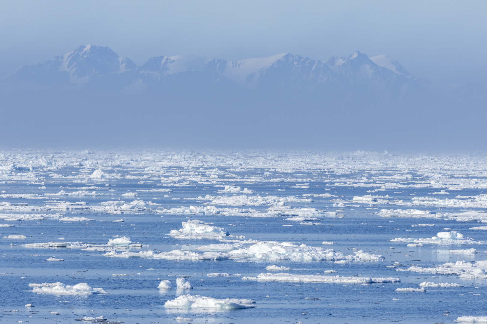 040-20230626 - Spitzbergen-Im arktischen Packeis - _19A5670-Bearbeitet