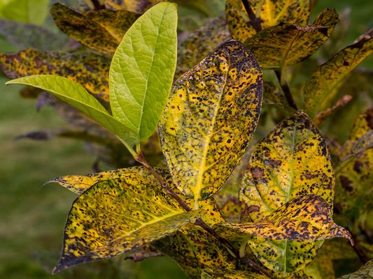 040 Alt und neu_Heinz Schaub