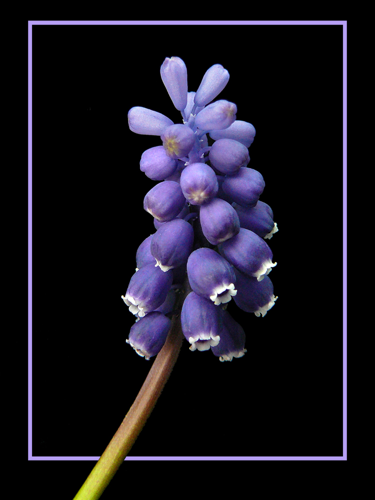 040 MUSCARI