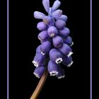 040 MUSCARI