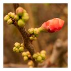 04.01.2023 Mittwochsblümchen **Zierapfelblüte im Januar**