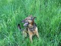 Schäferhund im grünen Gras von carola loretta