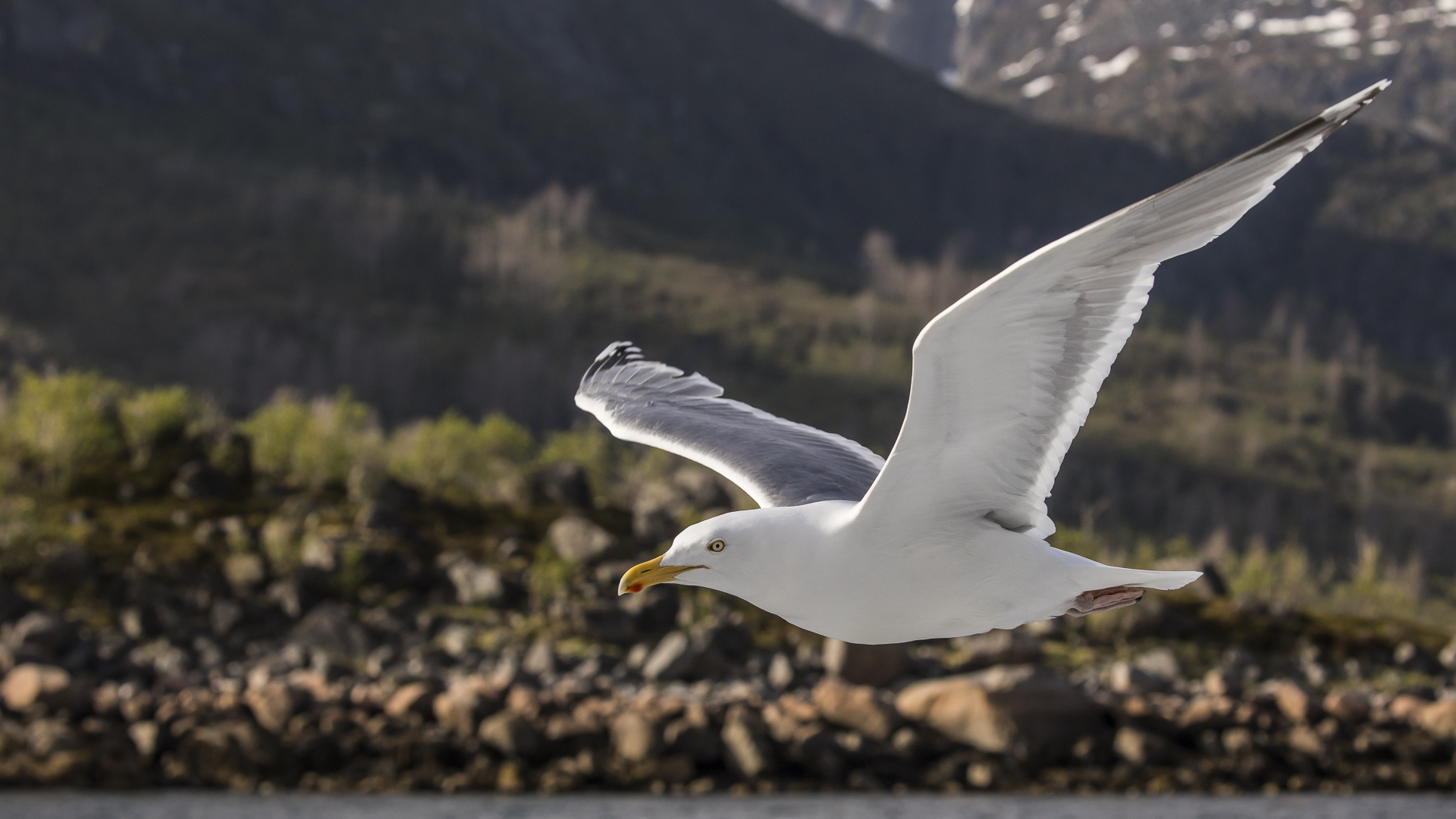 041 - 20180528 - Hurtigruten - Seeadlersafari Trollfjord - _U8A6219