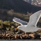 041 - 20180528 - Hurtigruten - Seeadlersafari Trollfjord - _U8A6219