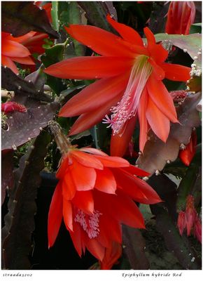041-2024 Epiphyllum