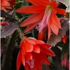 041-2024 Epiphyllum