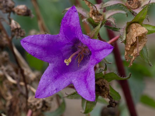 041 Glockenblume_Heinz Schaub