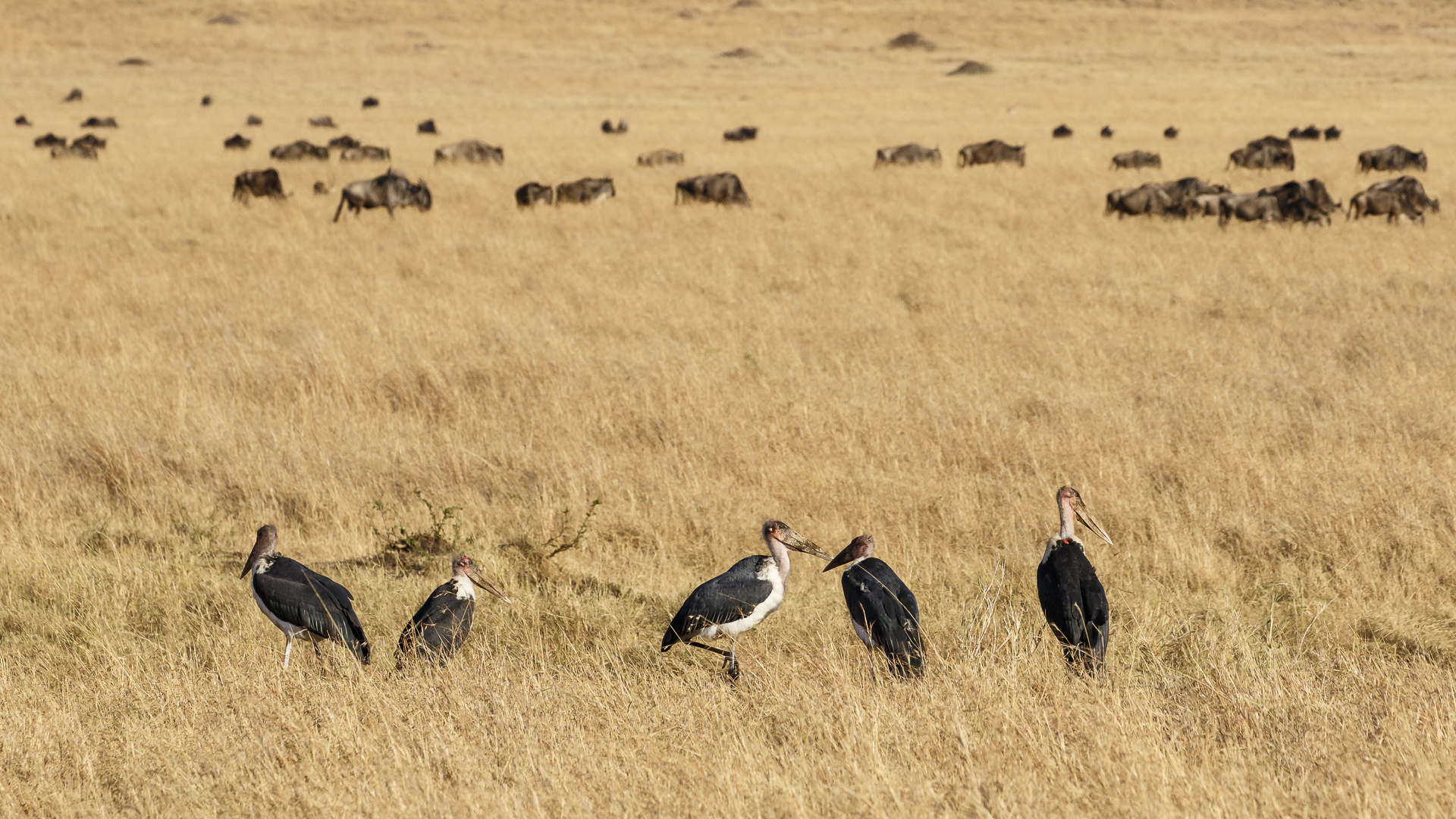 042 - 20160911 - Masai Mara - CS8A2861