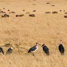 042 - 20160911 - Masai Mara - CS8A2861