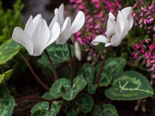 042 Zyklamen_Heinz Schaub