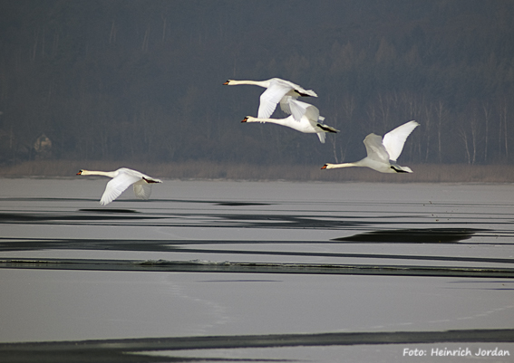 04208 Fliegende Schwäne, Bodensee