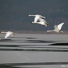 04208 Fliegende Schwäne, Bodensee