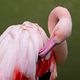 Flamingo_92027