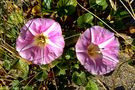 Strand-Zaunwinde (Calystegia soldanella) de Gerhard M. Eder