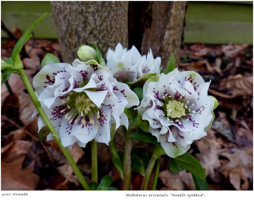 043-2024 Lenzrose Double Spikked