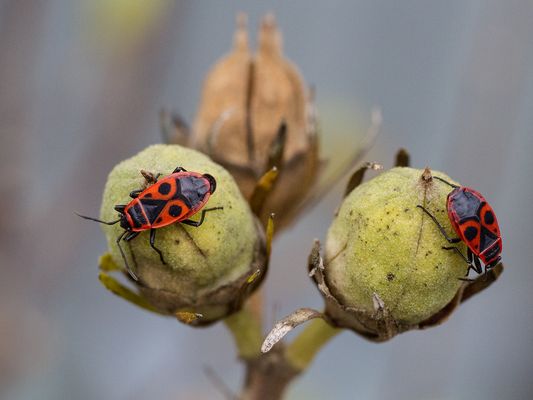 043 Feuerwanzen_Heinz Schaub