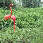 044 / 2020 - Flamingopaar