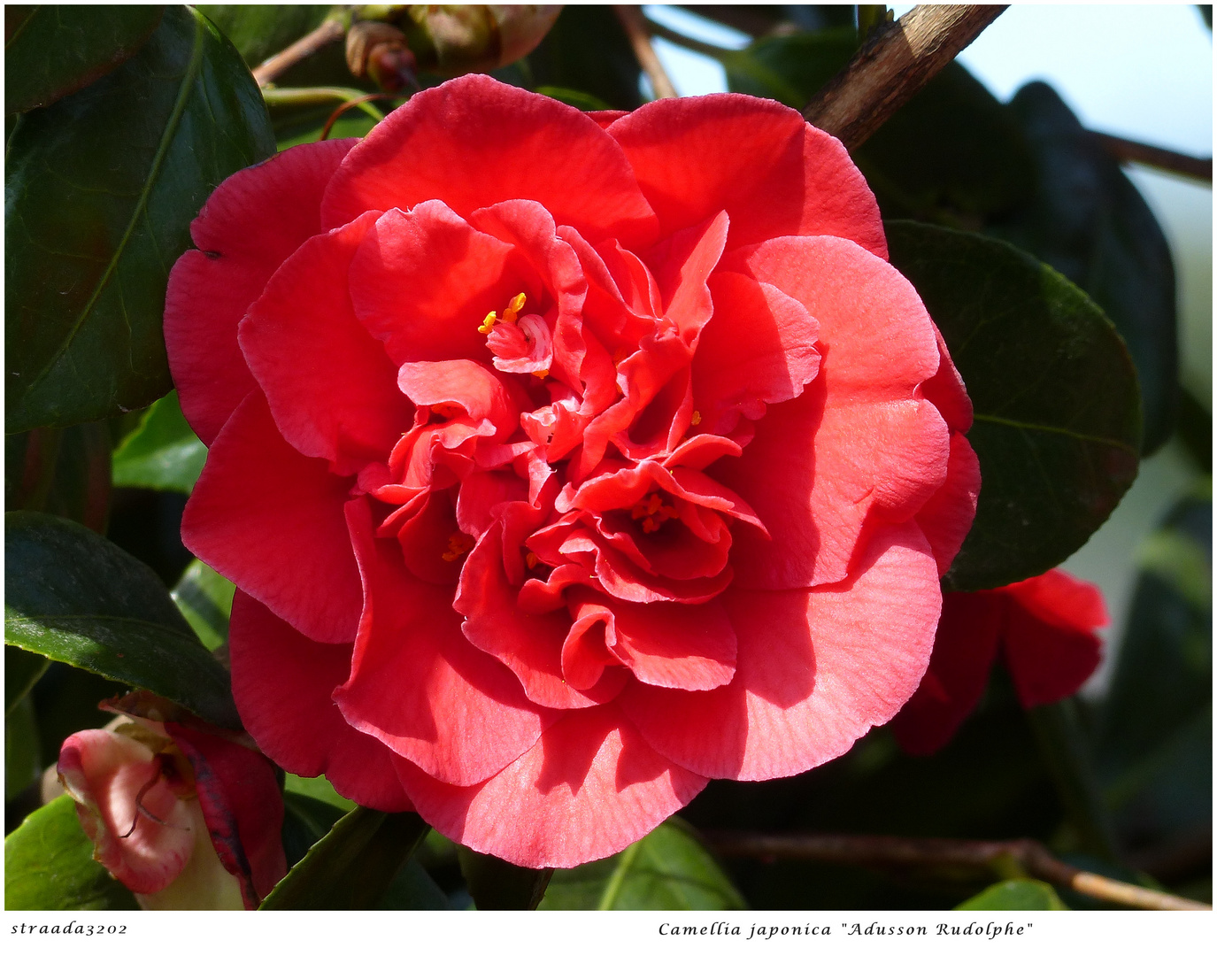 044-2024 Camellia "Adusson Rudolphe" 