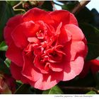 044-2024 Camellia "Adusson Rudolphe" 