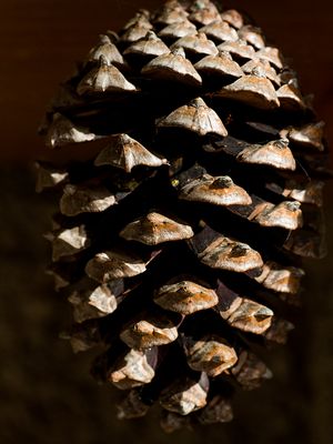 044 Pinienzapfen_Heinz Schaub