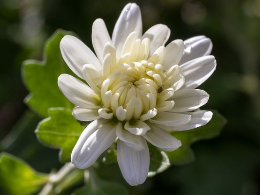 045 Chrysantheme_Heinz Schaub