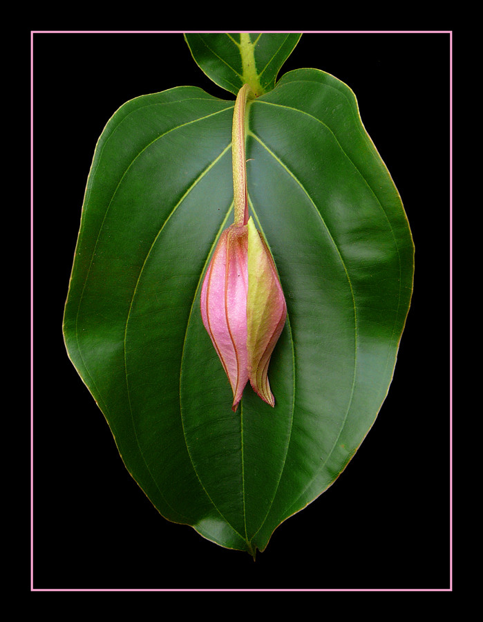 046 BOCCIO DI MEDINILLA MAGNIFICA