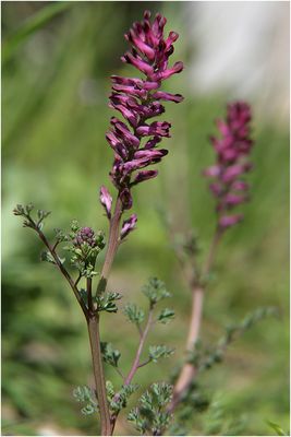 046 Erdrauch_Heinz Schaub