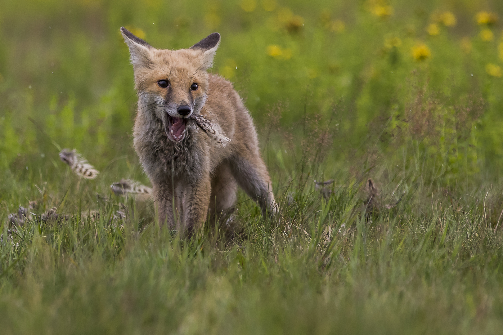 047 - 20170723 - Tschechien-Fuchs - CS8A3530