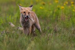 047 - 20170723 - Tschechien-Fuchs - CS8A3530