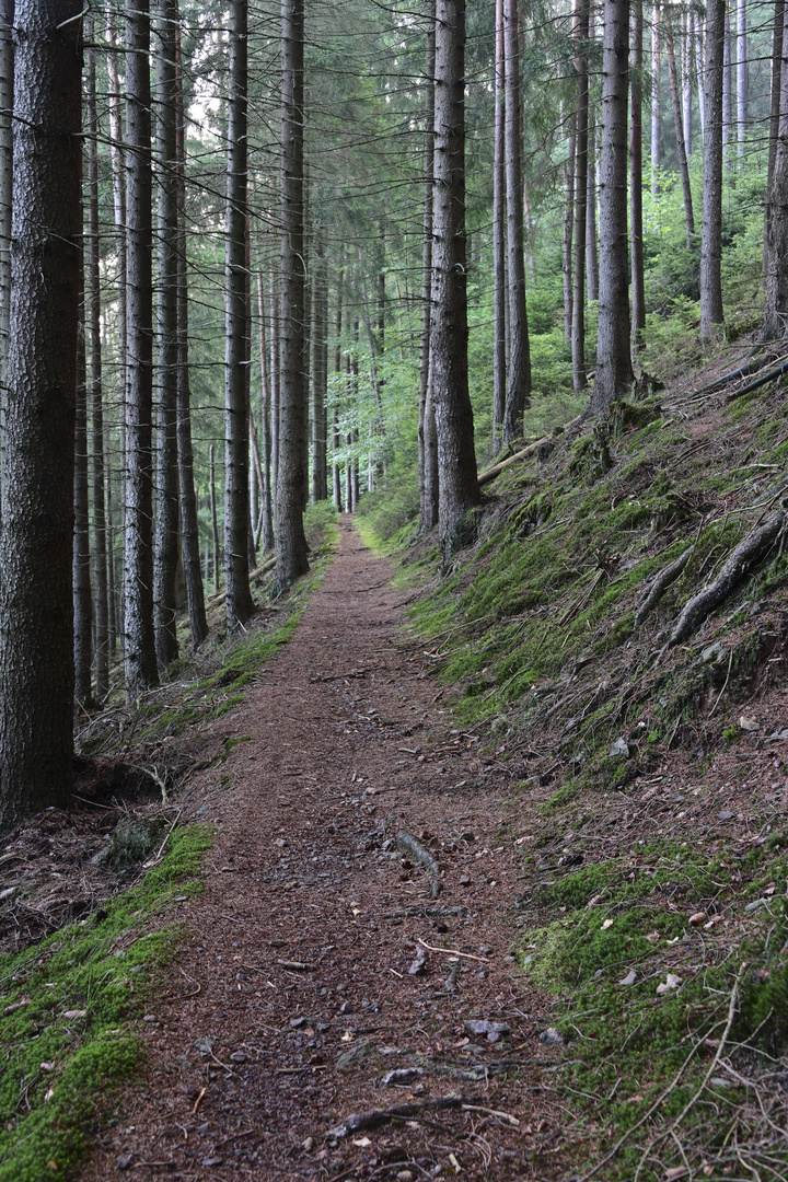 047 Pfade im Wald (unbearbeitet)