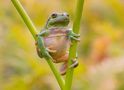 Laubfrosch by Claus Fisser 