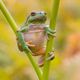 Laubfrosch