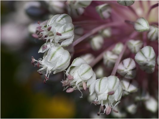 048 (32) Ewig Lauch_Heinz Schaub