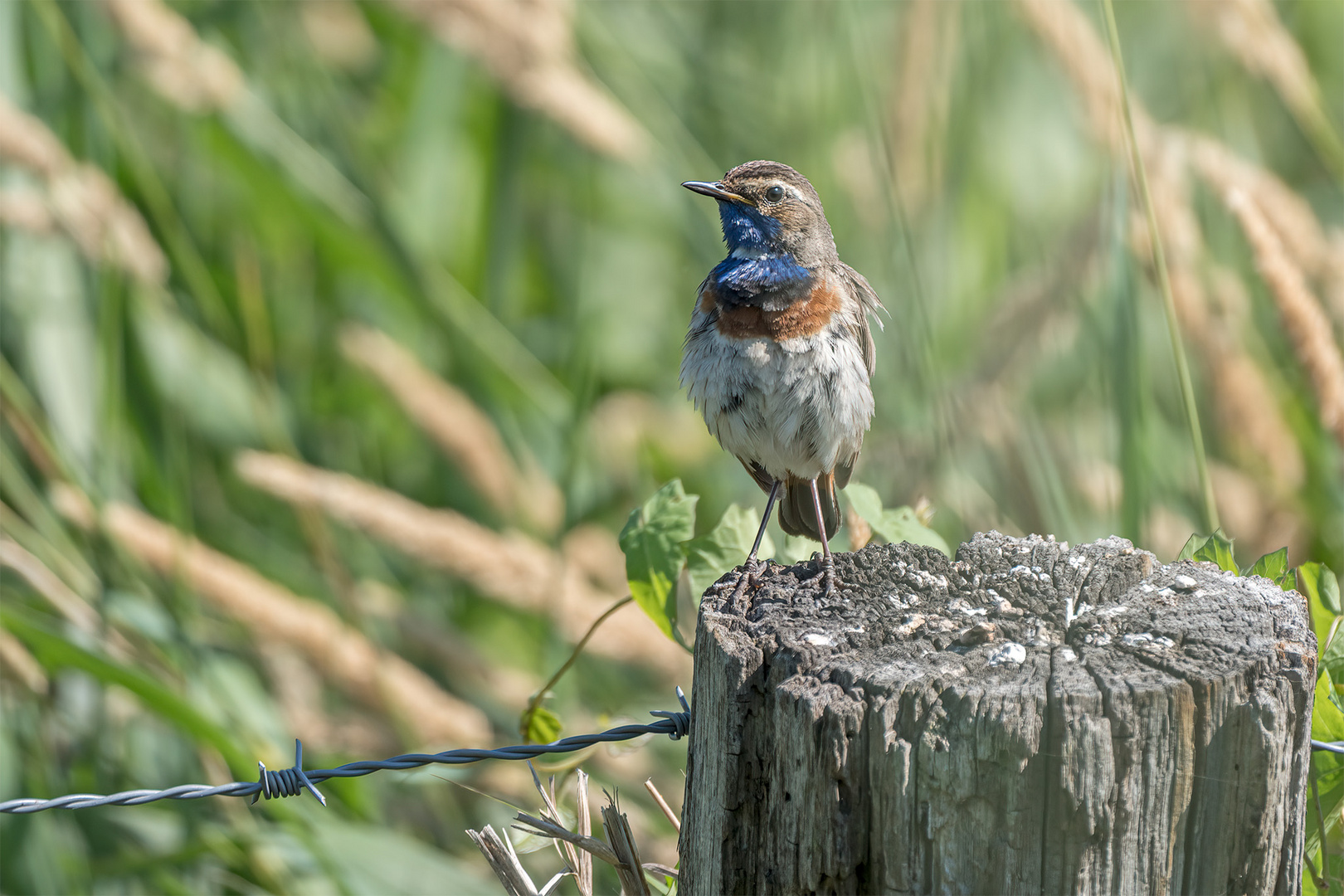 048_Winzlar / Steinhuder Meer