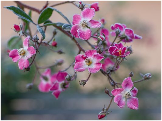 049 (03) Herbstrosen_Heinz Schaub