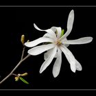 049 MAGNOLIA STELLATA ( 2 )