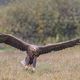 Seeadler (Haliaeetus albicilla)